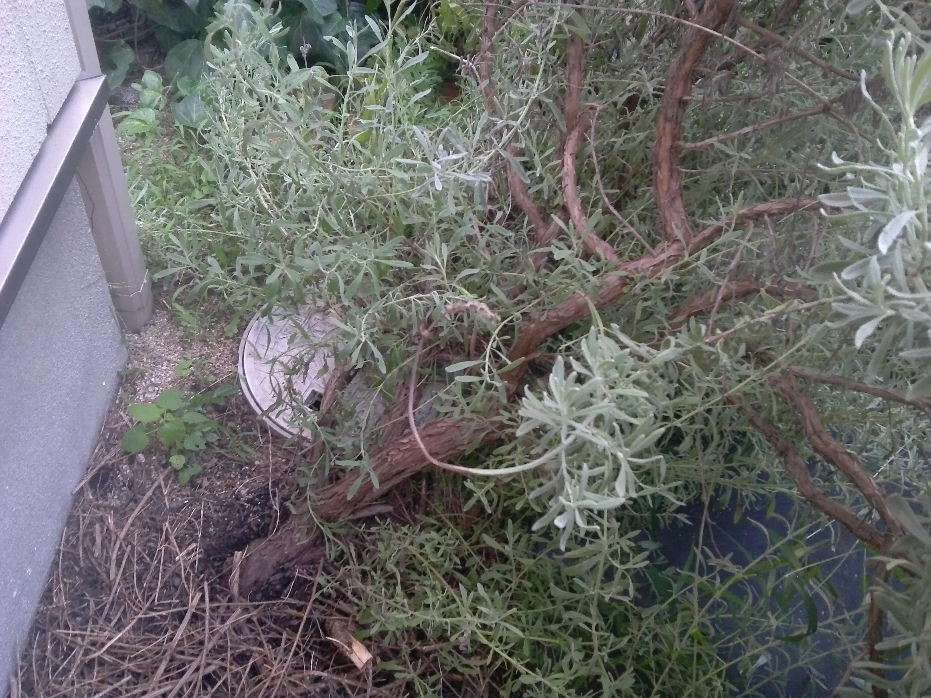 茂りすぎたラベンダー 倒れる 癒しのガーデニング ナチュラルガーデン 植物の育て方
